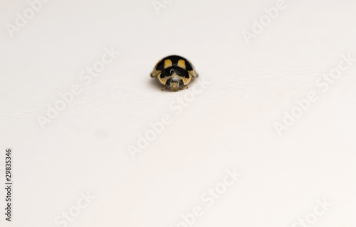 Propylea quatuordecimpunctata photo