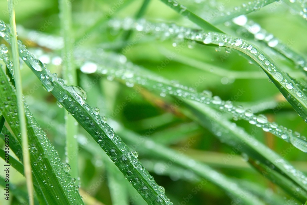 Grass Grass