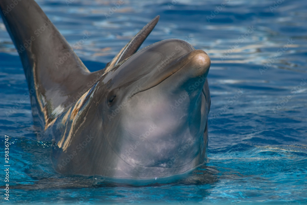 Naklejka premium Delfin