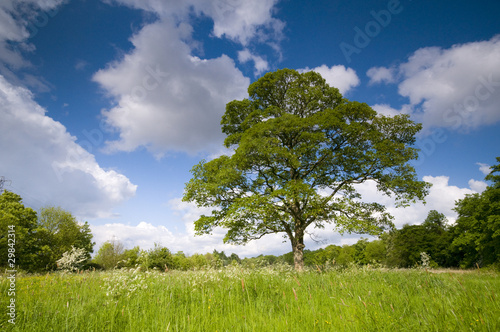 Sycamore Tree In Spring Meadow