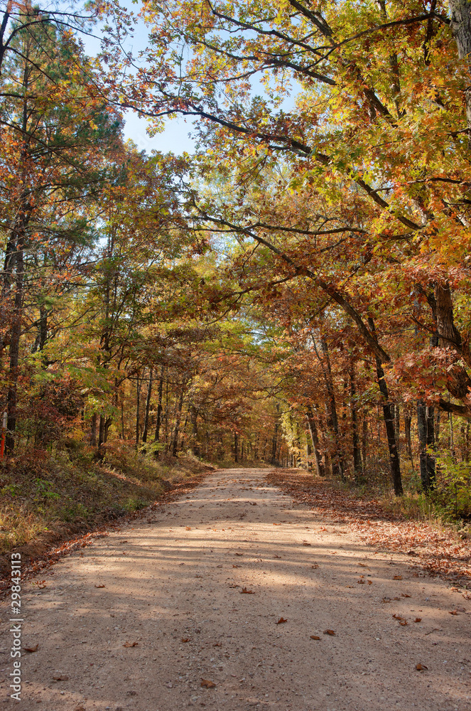 country road through autumn trees