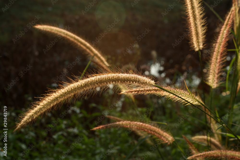 Grass flowers with sunshine