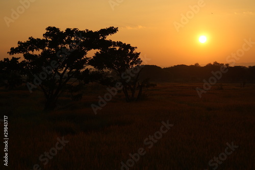 Sunset on rice field with orange sky