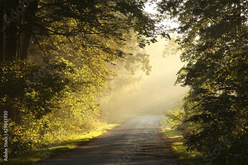 Rural lane in the autumn woods on a foggy morning
