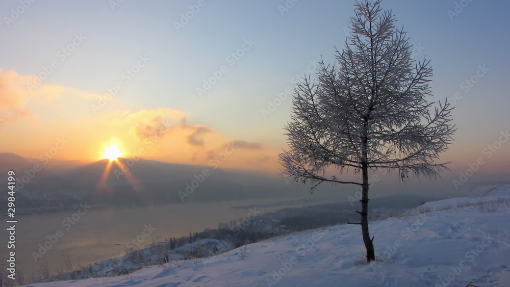 The Solitary tree on background of the sundown. The Solitary tree on background of the sundown.