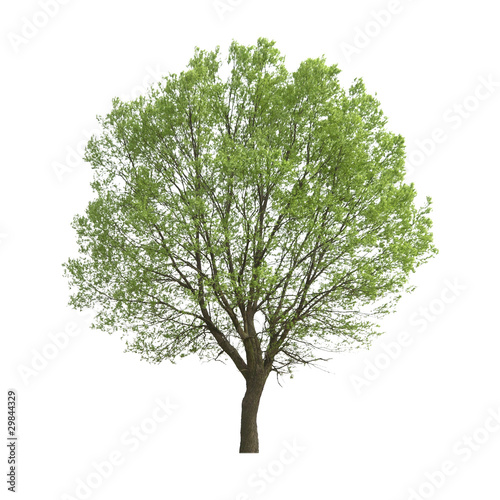 tree Fototapet