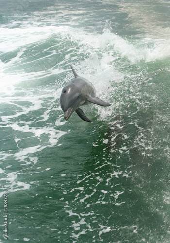 Dolphins playing