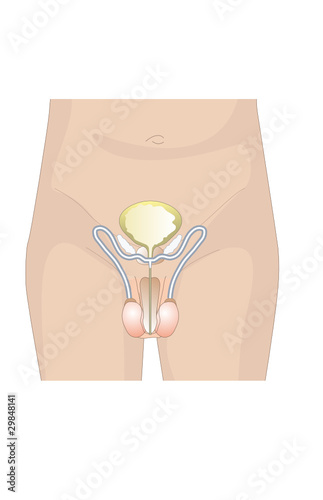 Urogenital photo