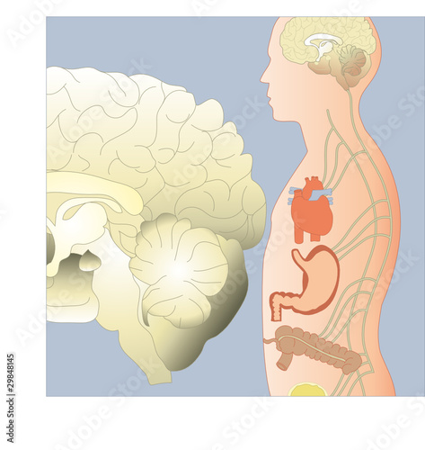 Nervensystem