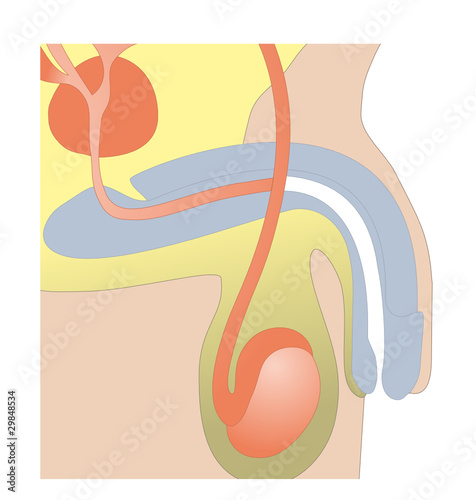 Urogenital
