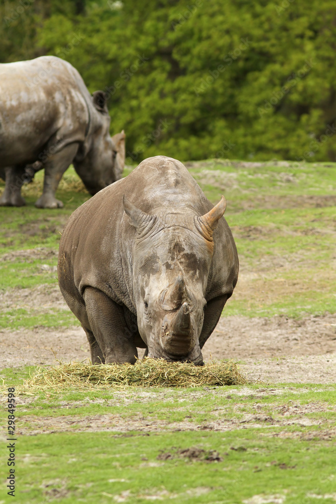 Obraz premium Rhino eating