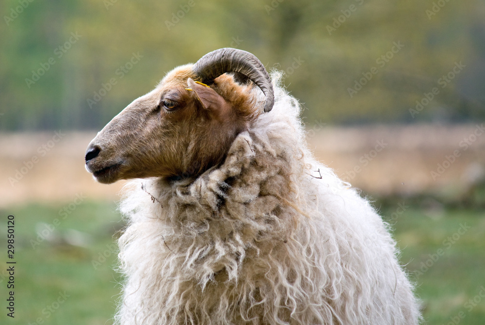 Naklejka premium Sheep