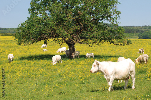 vaches charolaises au printemps