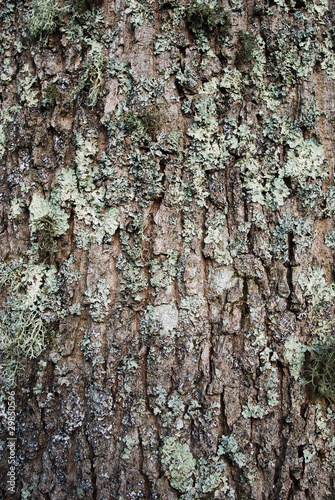 texture ecorce d'arbre lychen © nico