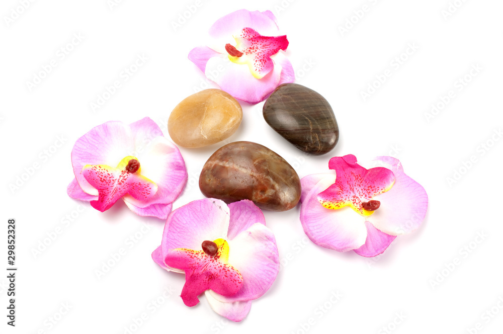 Orchid and stones