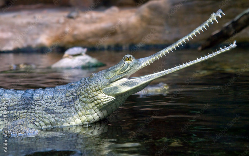 Naklejka premium Gavial Indian - Gavialis gangeticus