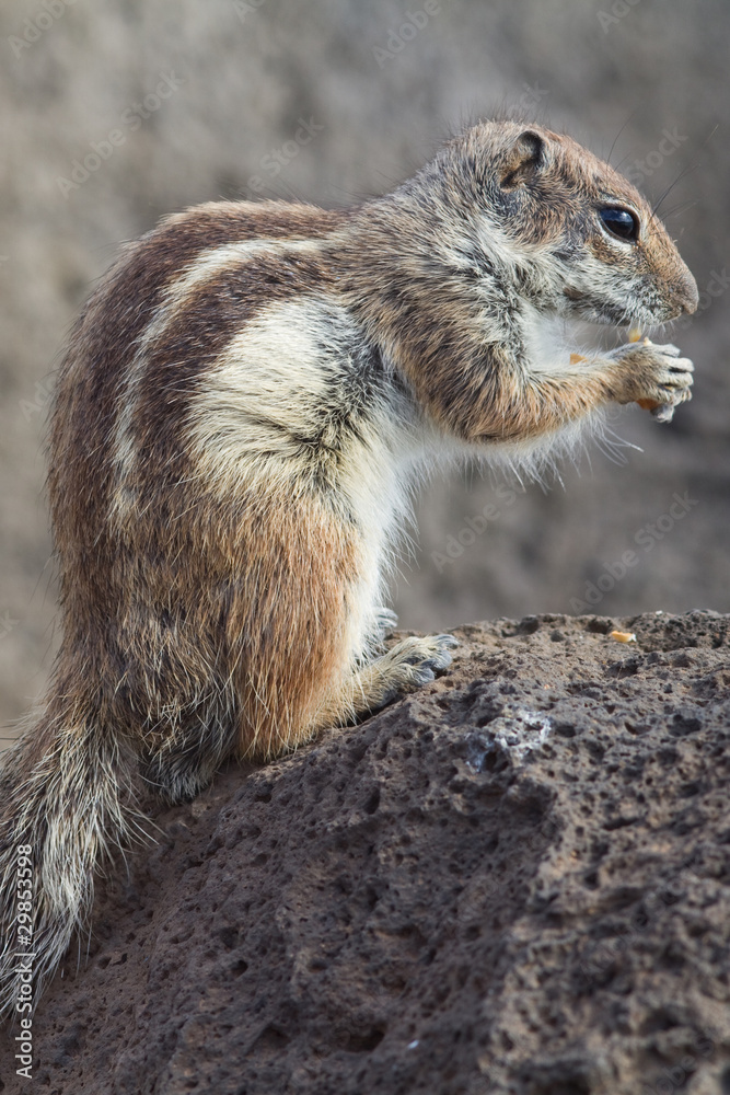 Ground Squirrel Ground Squirrel
