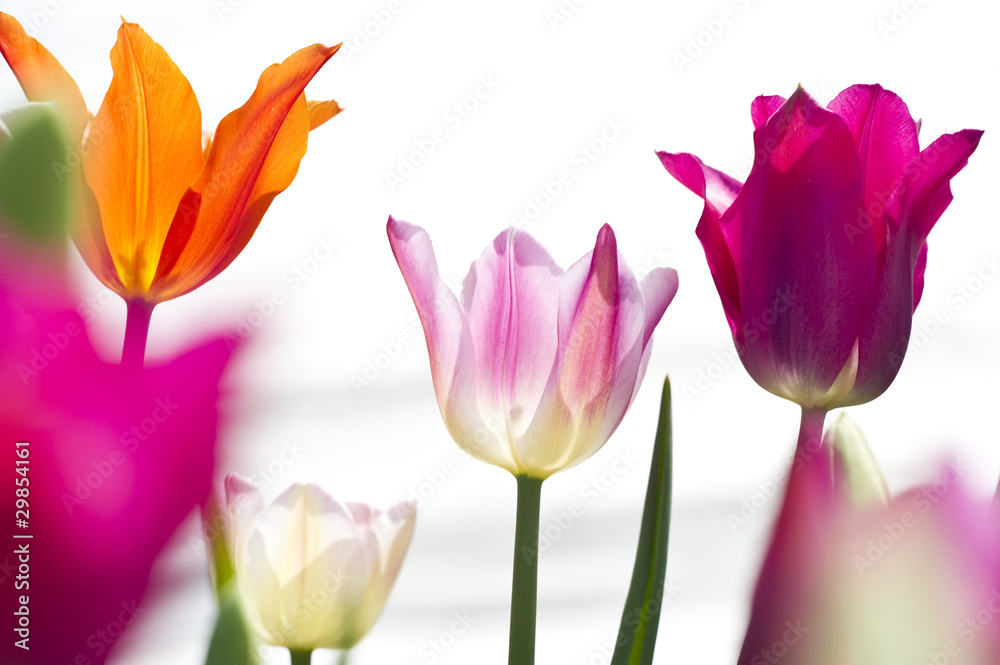 Tulpen 2