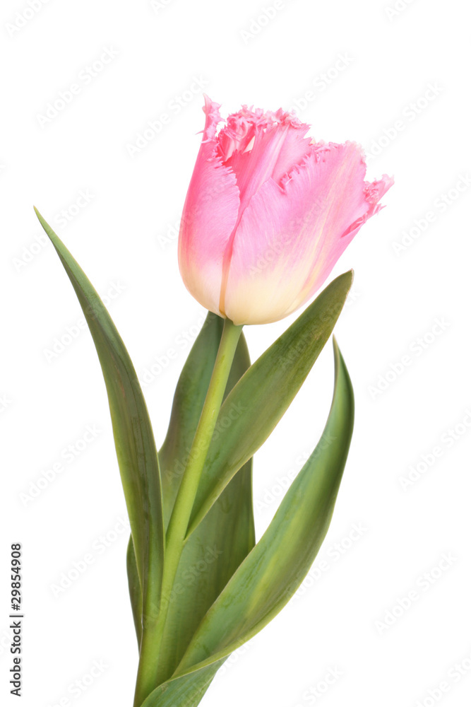 Pink tulip isolated on white background Pink tulip isolated on white background
