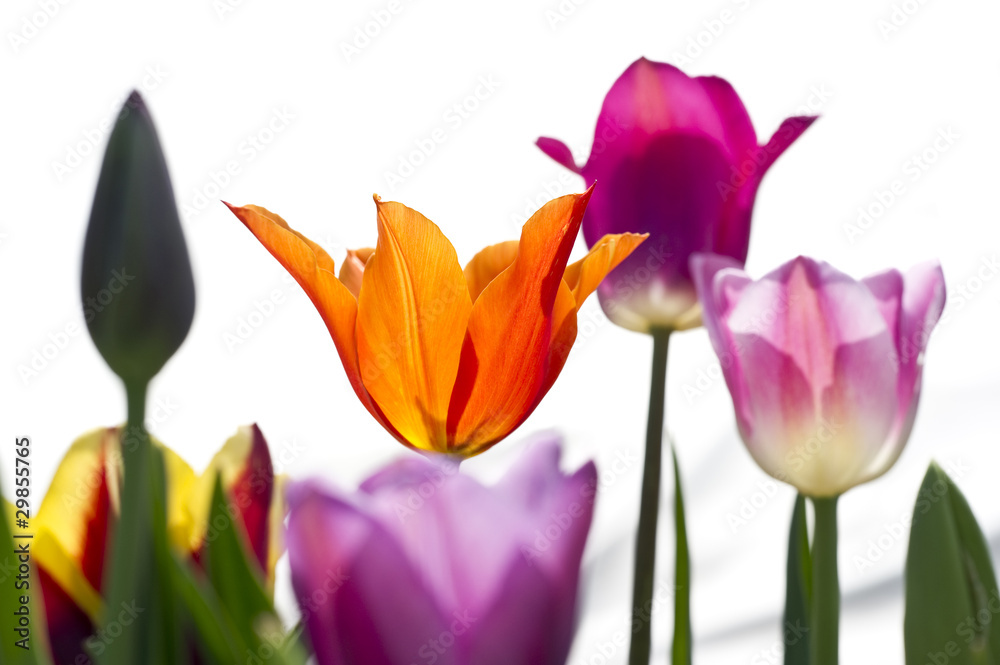 Naklejka premium Tulpen 6