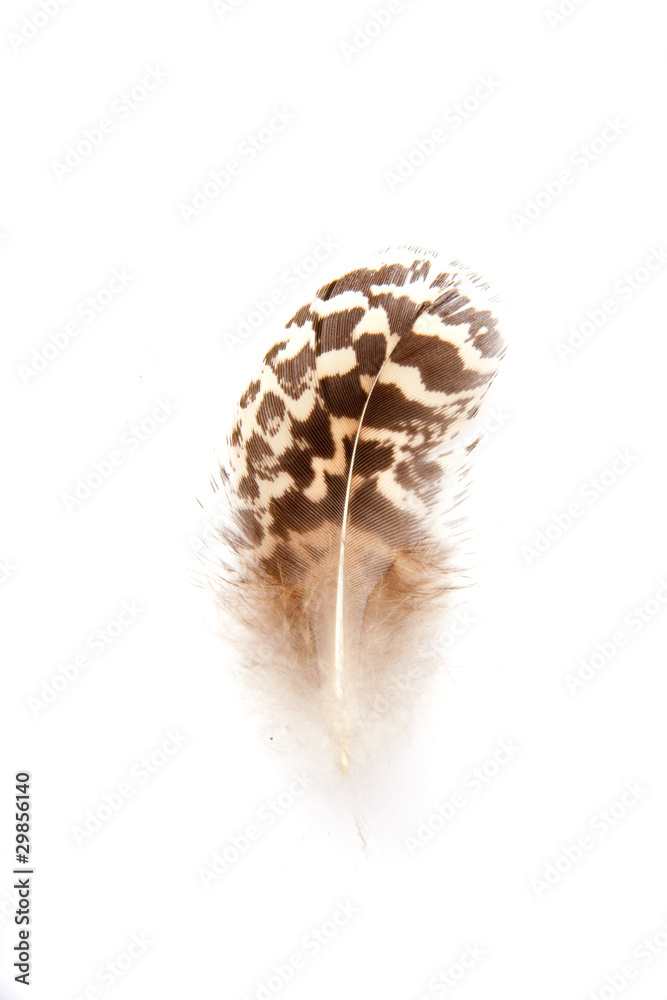 Fototapeta premium Braune Feder
