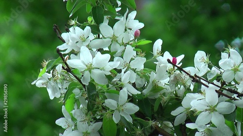 Blossoming white apple tree photo