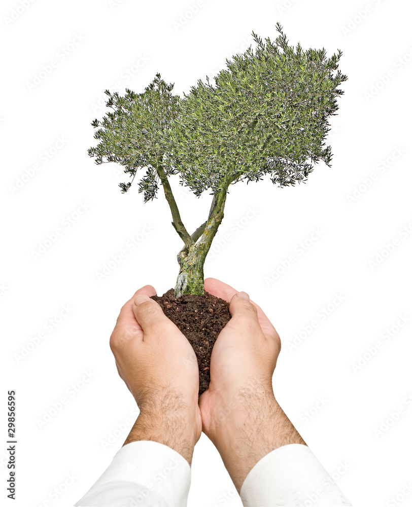 Olive tree in palms as a gift Olive tree in palms as a gift