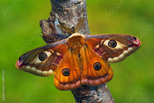 Φωτογραφία Saturnia pavoniella