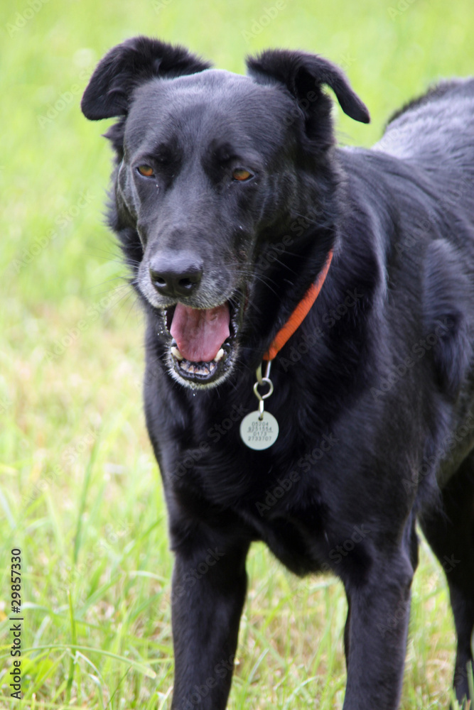 Schwarzer Mischlingshund