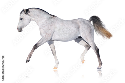 grey arabian horse