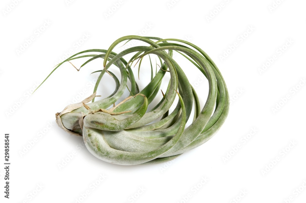 Tillandsias: 