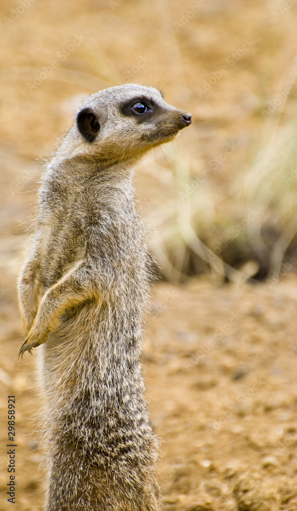 Fototapeta premium Meerkat