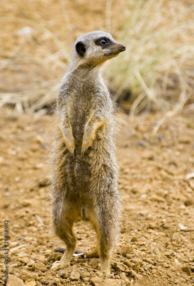 Fototapeta premium Meerkat