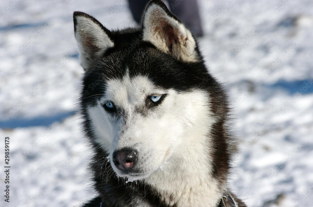 Husky dog during the winter