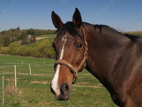 Sport horse in high condition on pasture © sci