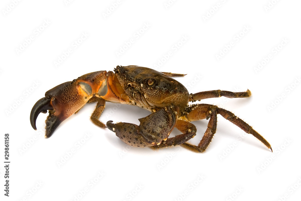 Crab on white background