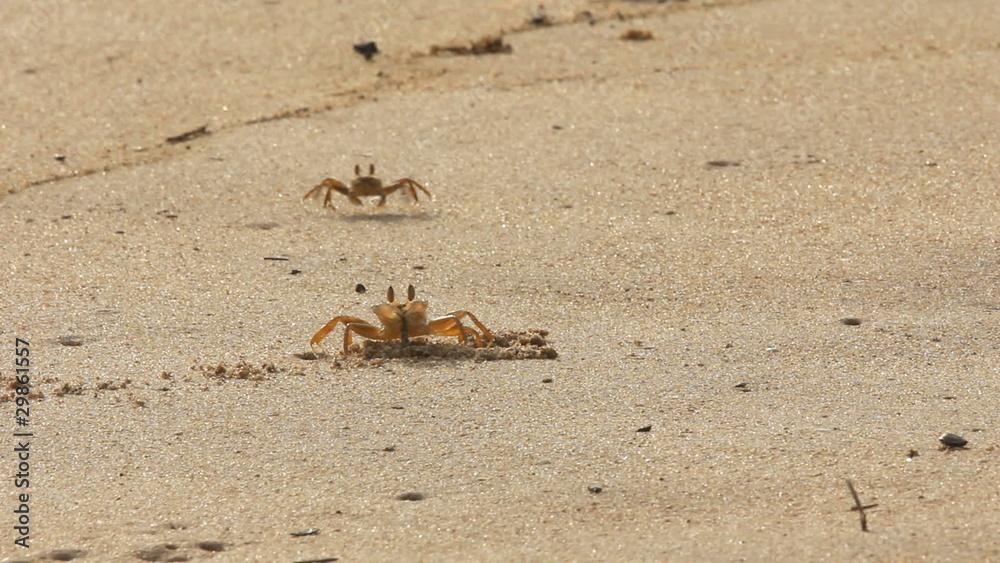crab at sand crab at sand