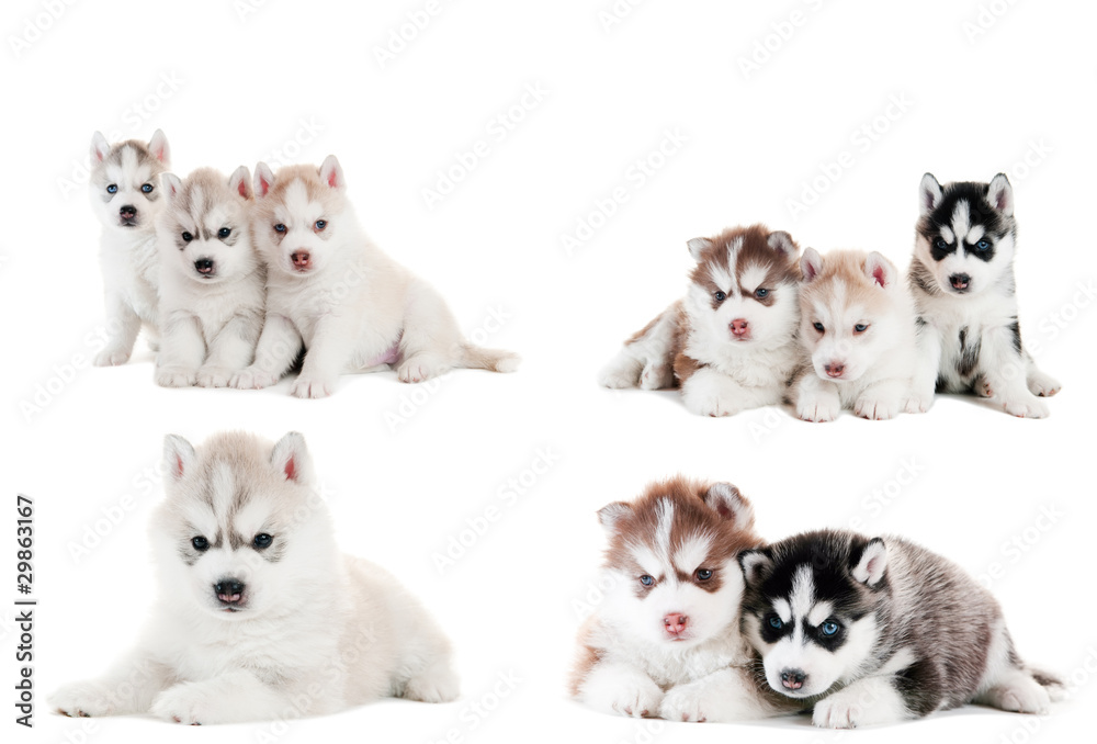 collection of little puppy of Siberian husky