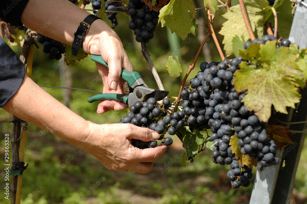 Obraz premium hands harvesting wine grapes
