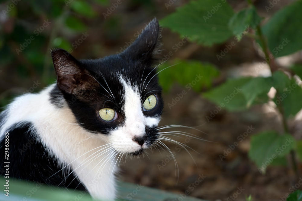 Black and White Cat