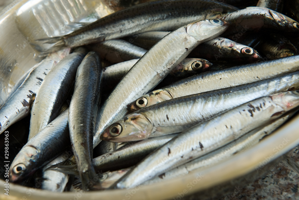 Fresh Sardine Fresh Sardine