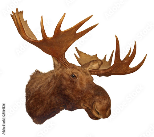 Moose head antler isolated on white background photo