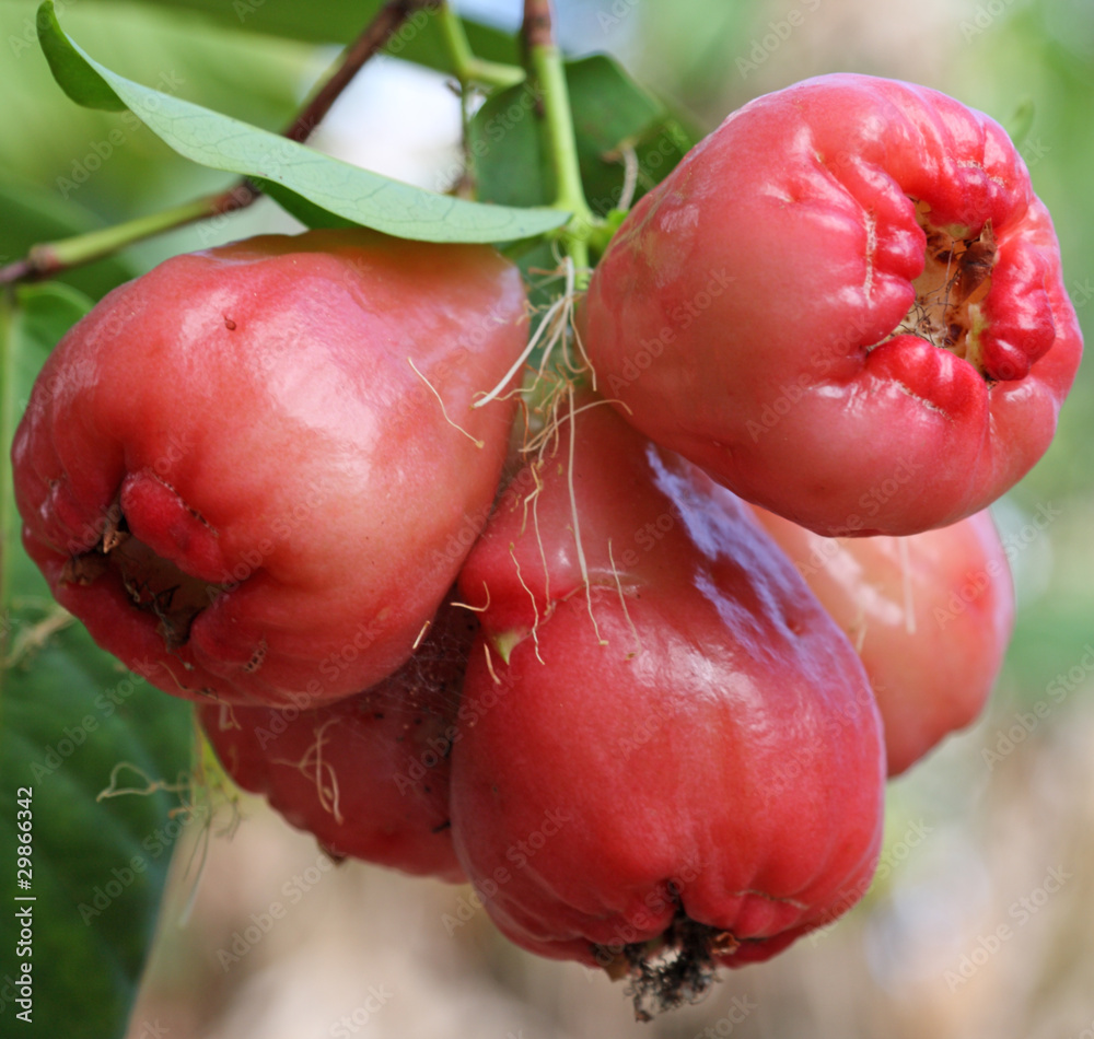 Syzygium samarangense deals
