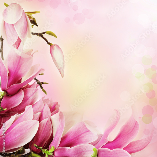 Spring magnolia flowers border