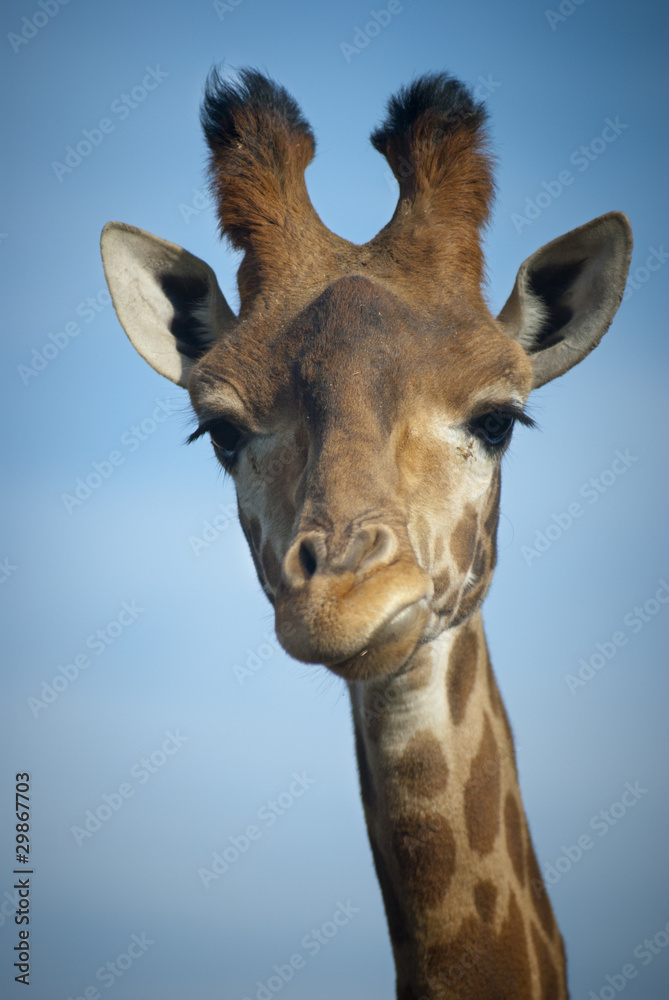 Fototapeta premium Żyrafa z niebieskim tłem