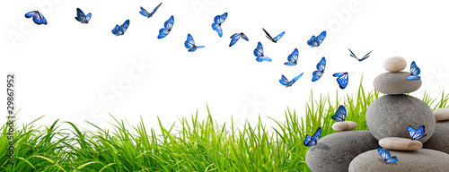 Très beaux papillons bleus volant au-dessus de rochers