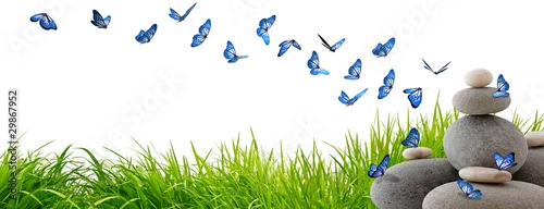 Fototapeta Très beaux papillons bleus volant au-dessus de rochers