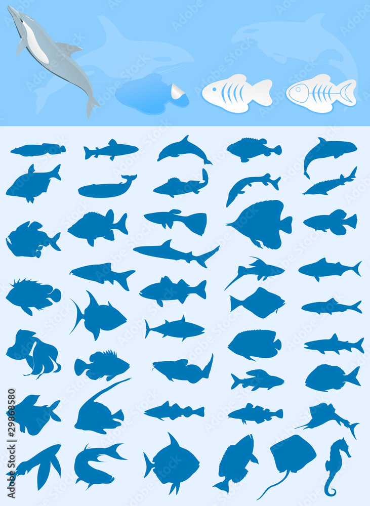 Collection of fishes