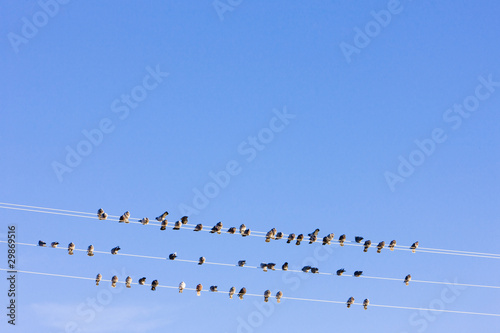 birds sitting on wire, Nevada, USA