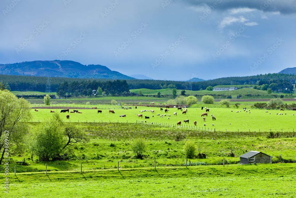 landscape of Strathspey Valley, Highlands, Scotland